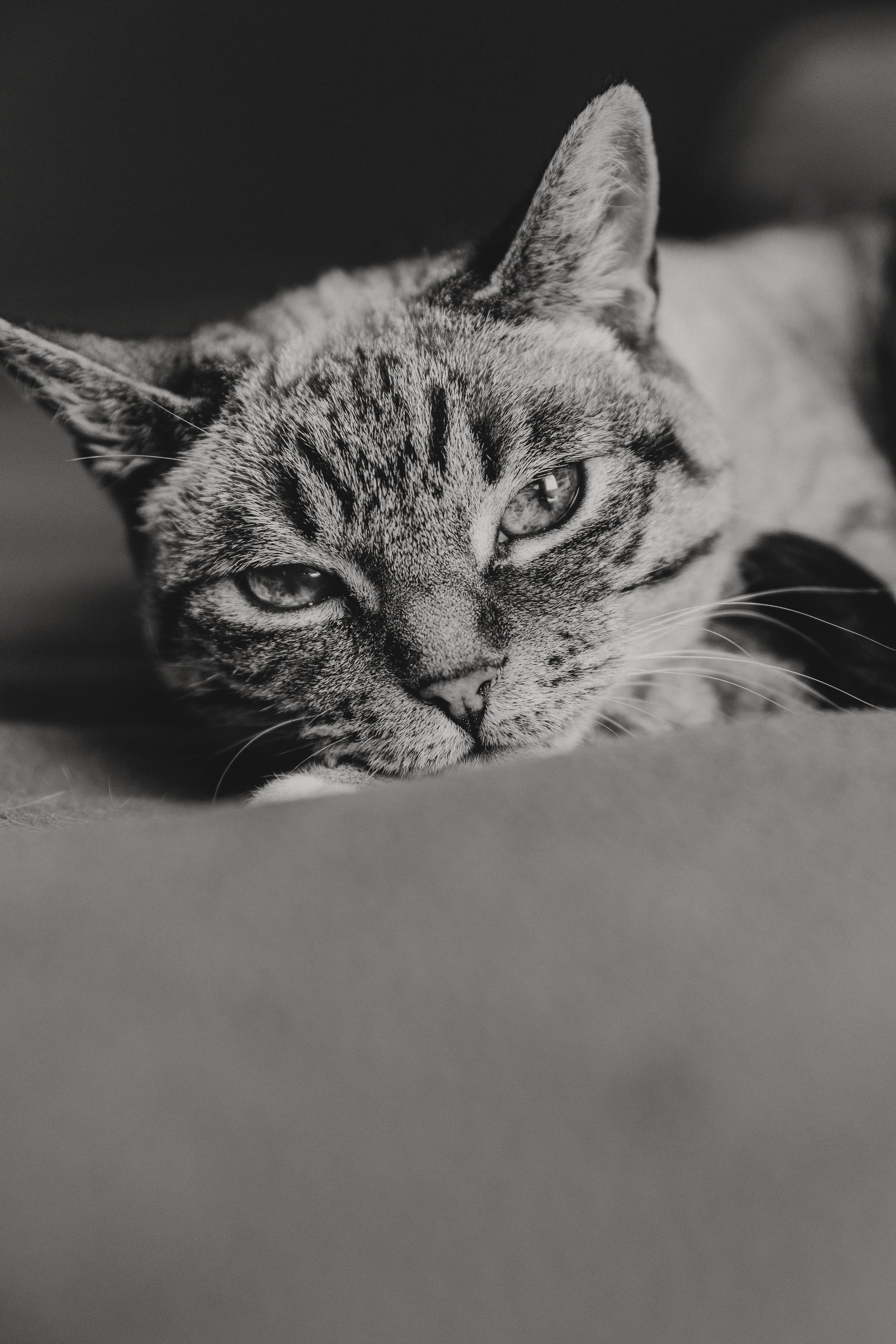 DISASTER CATS DONATIONS